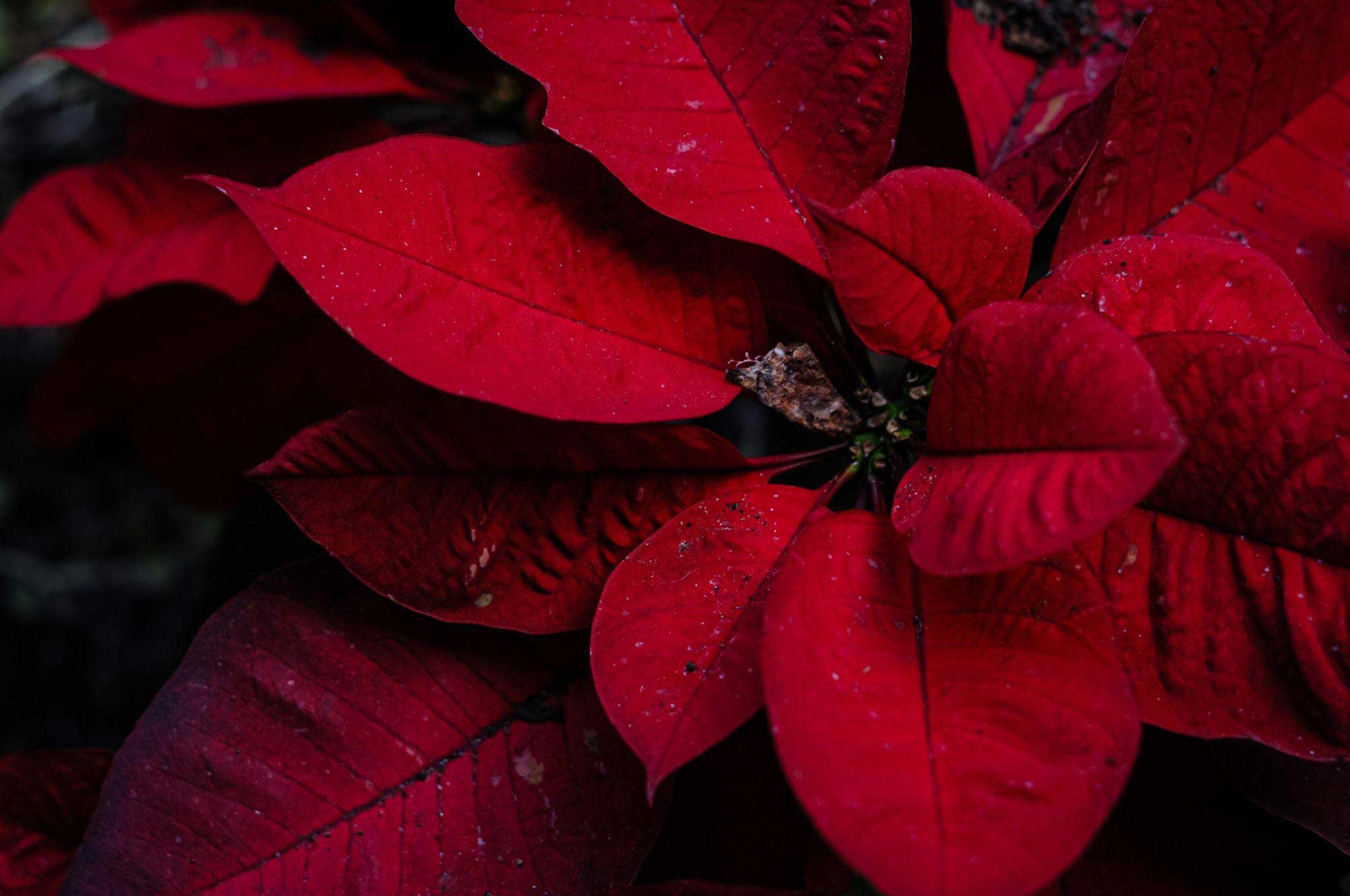 Poinsettia